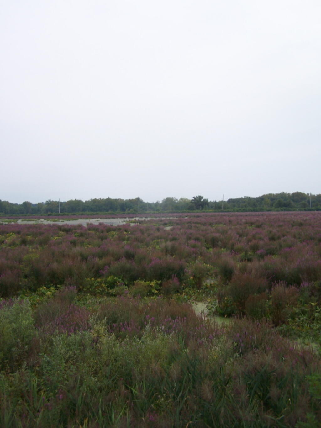 Utica Marsh