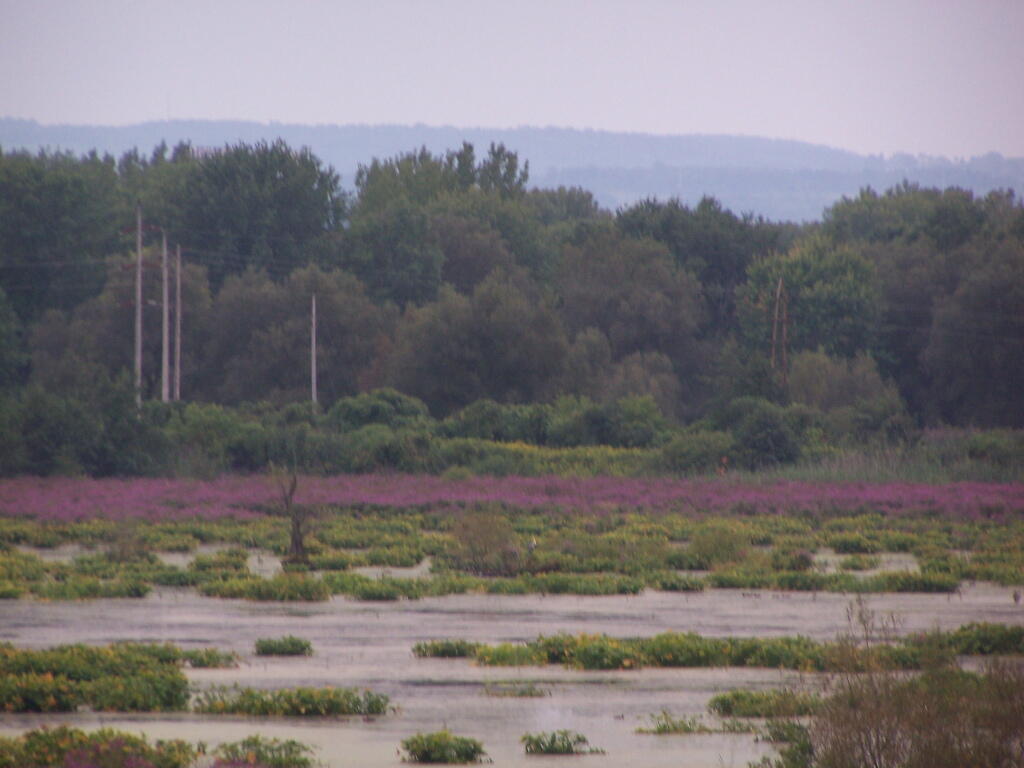Hills in Distance Beyond the Marsh