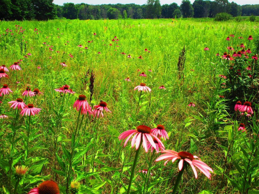 While not a lot of unique birds at Montezuma out and about as it was a hot and humid day, still nice to explore nad see the wildflowers