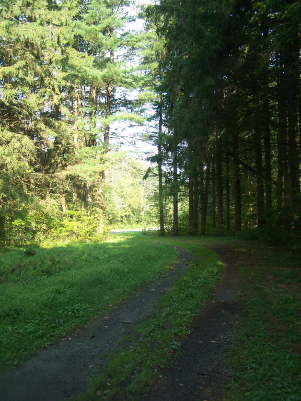 Roadway of Former CC Camp