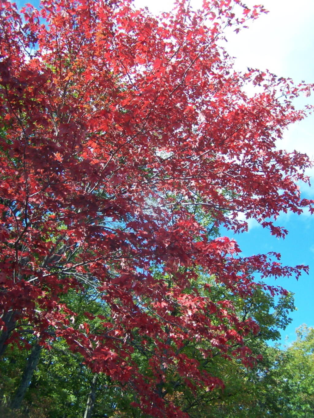 Another Bright Red Maple