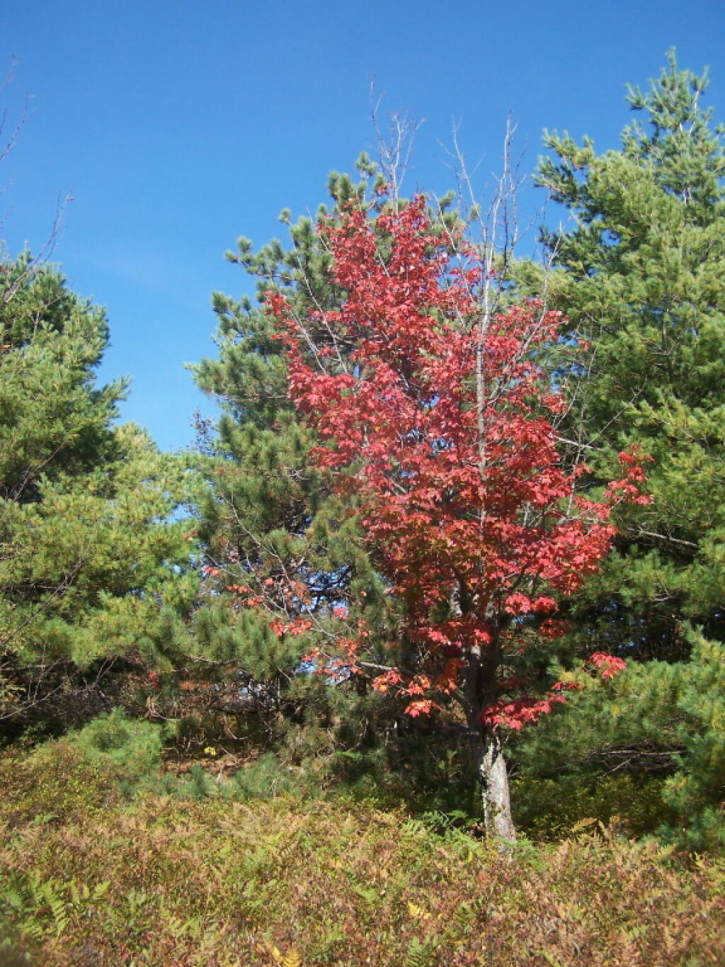 Red Maple on Summit