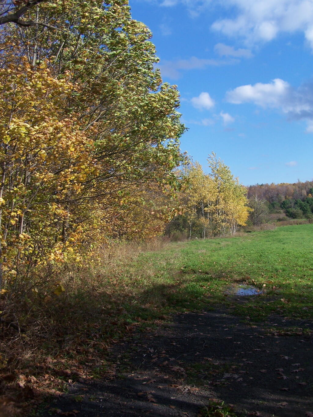 Farm Field Along Hedgerow