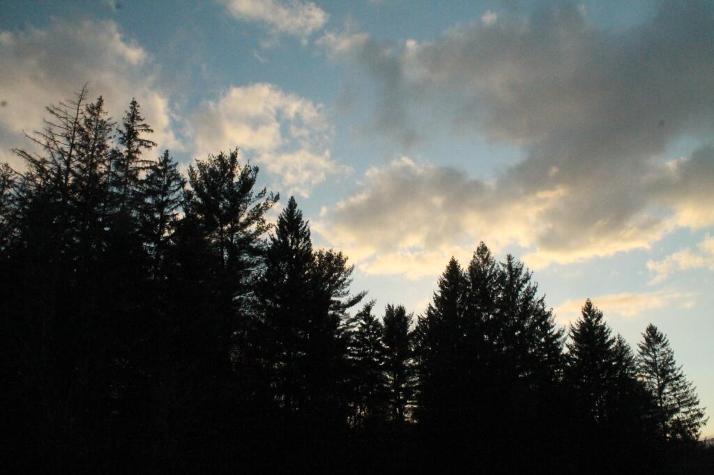 Clouds Over the Trees