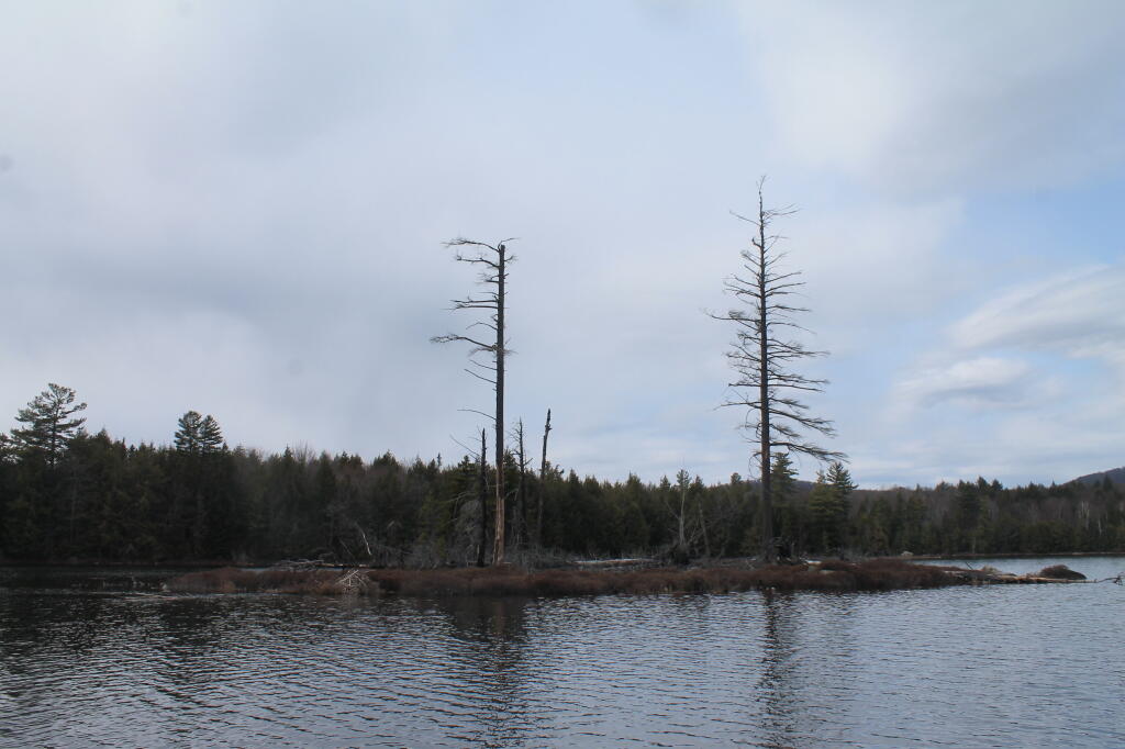 Island on Wilcox Lake