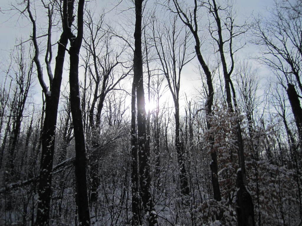 Sun Sparkling on Ice Covered Trees