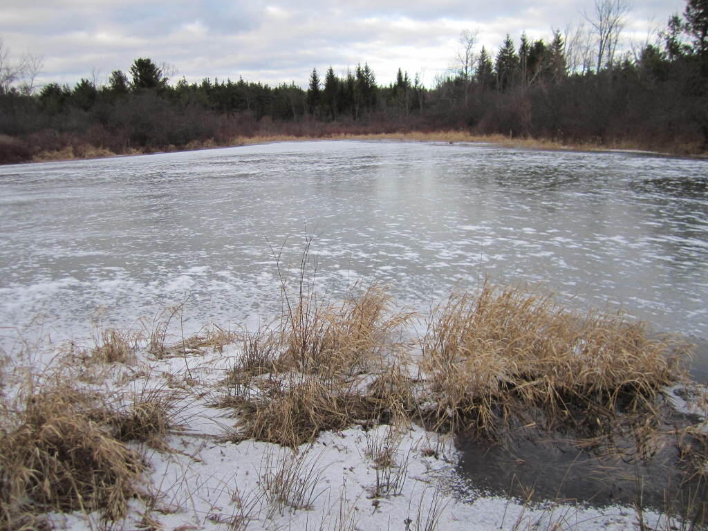 Ice Covered Pond