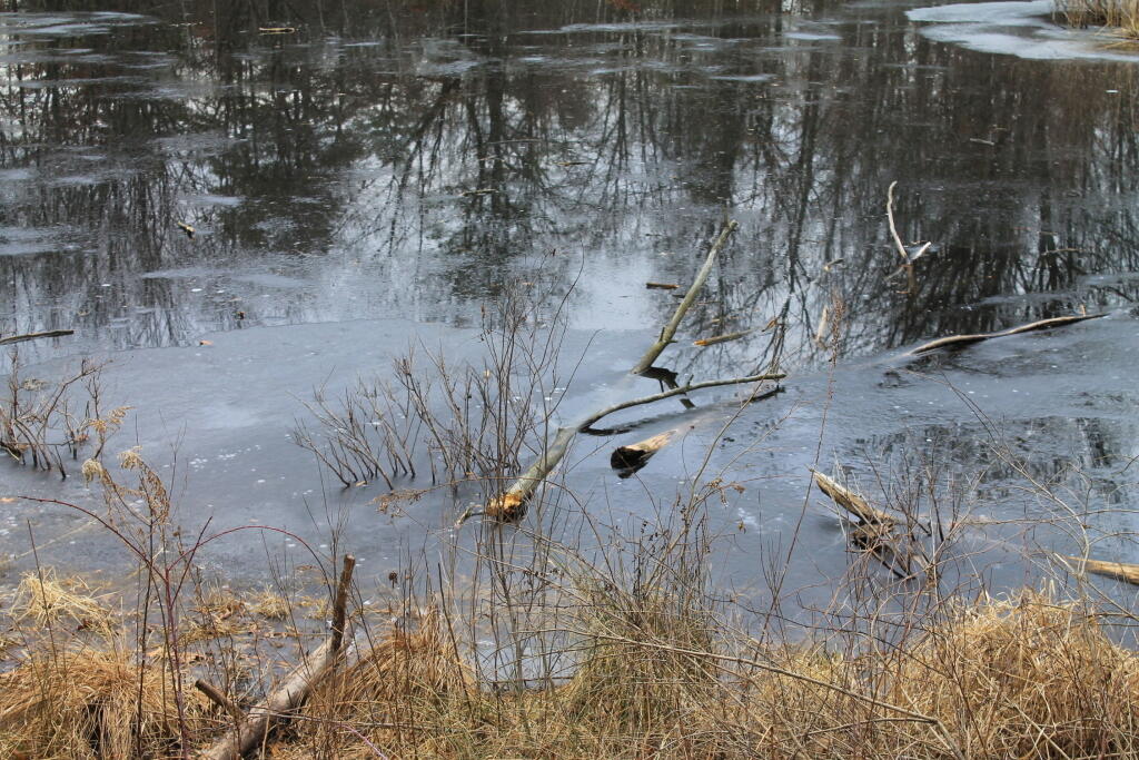 Ice Forming on the Pond