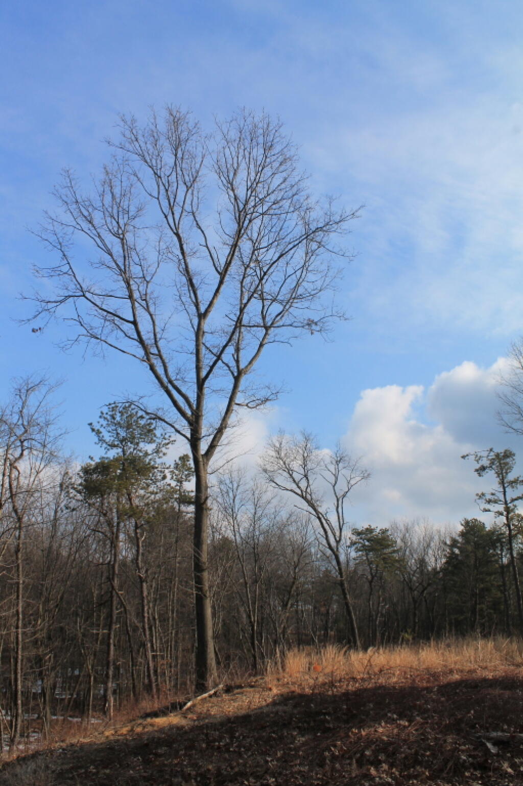 Tree on Recently Burnt Hillside