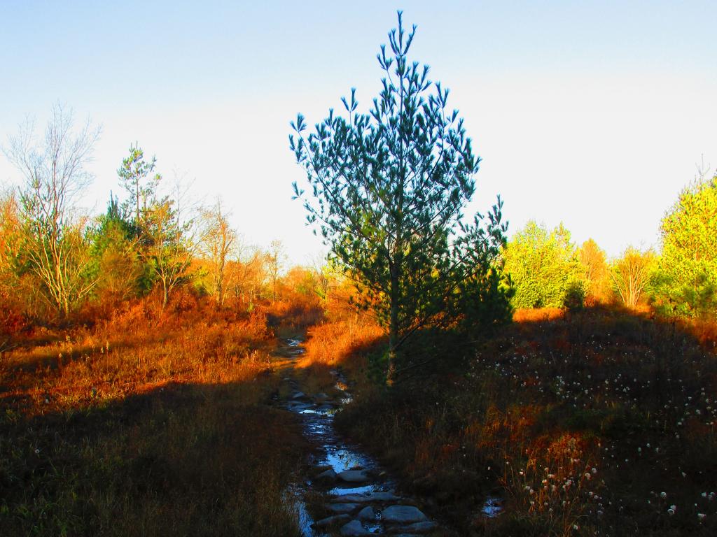 Blueberry Trail [Expires November 16 2023]