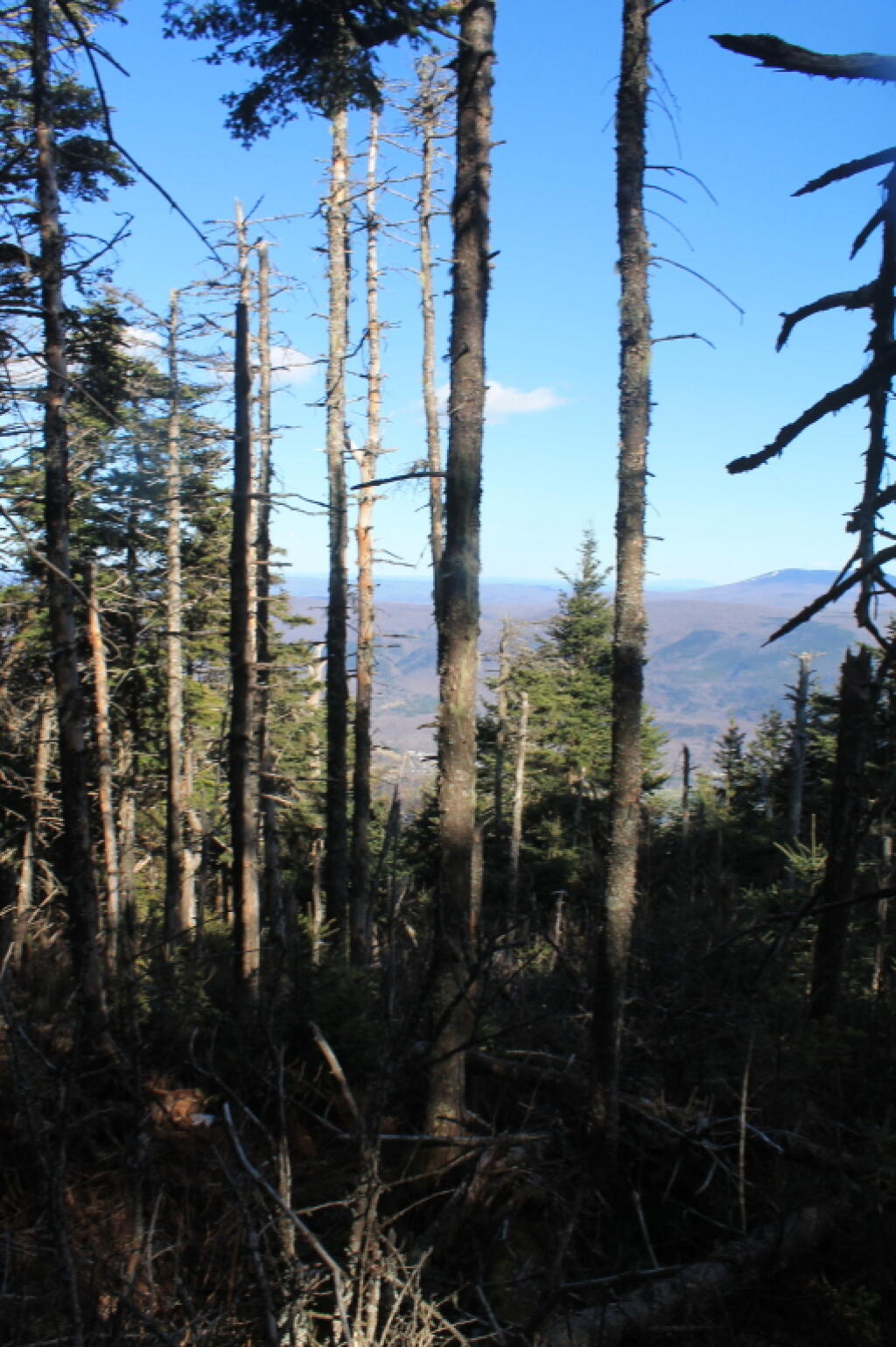 White Pines and Valley Below