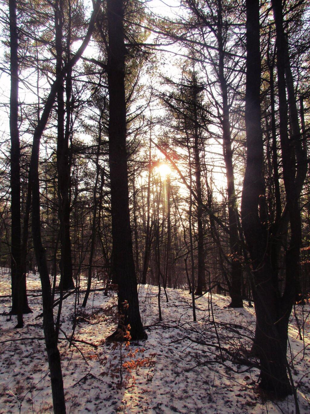  Sun Through The Woods