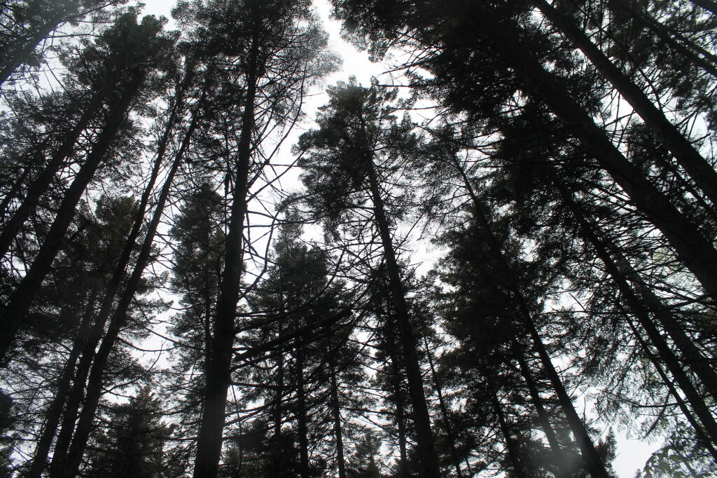 White Pines Along Helldiver Trail