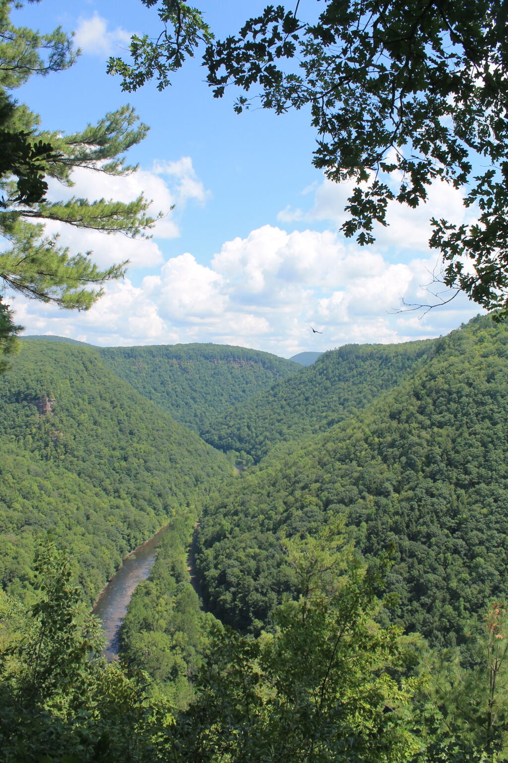 Looking Into Pine Creek Gorge