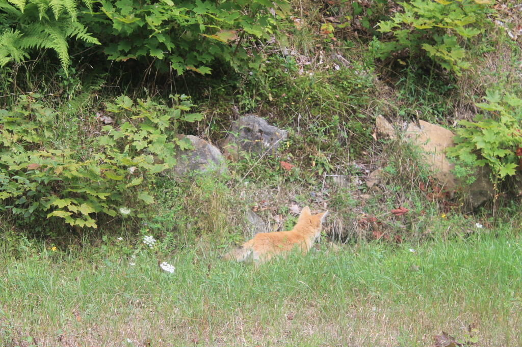  Red Fox on Circle Road