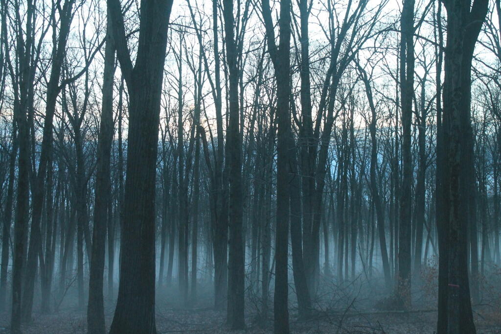 Spookey Woods