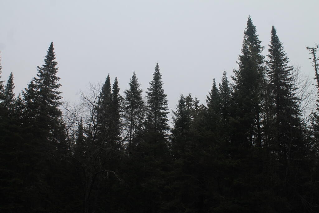 Trees Above Boreas River Campsite