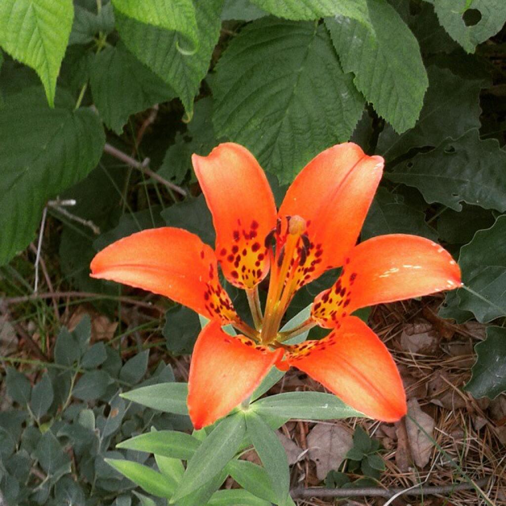 Before the rain comes this evening check out the tons of woods lilies. The flowers won't likely survive the rain.