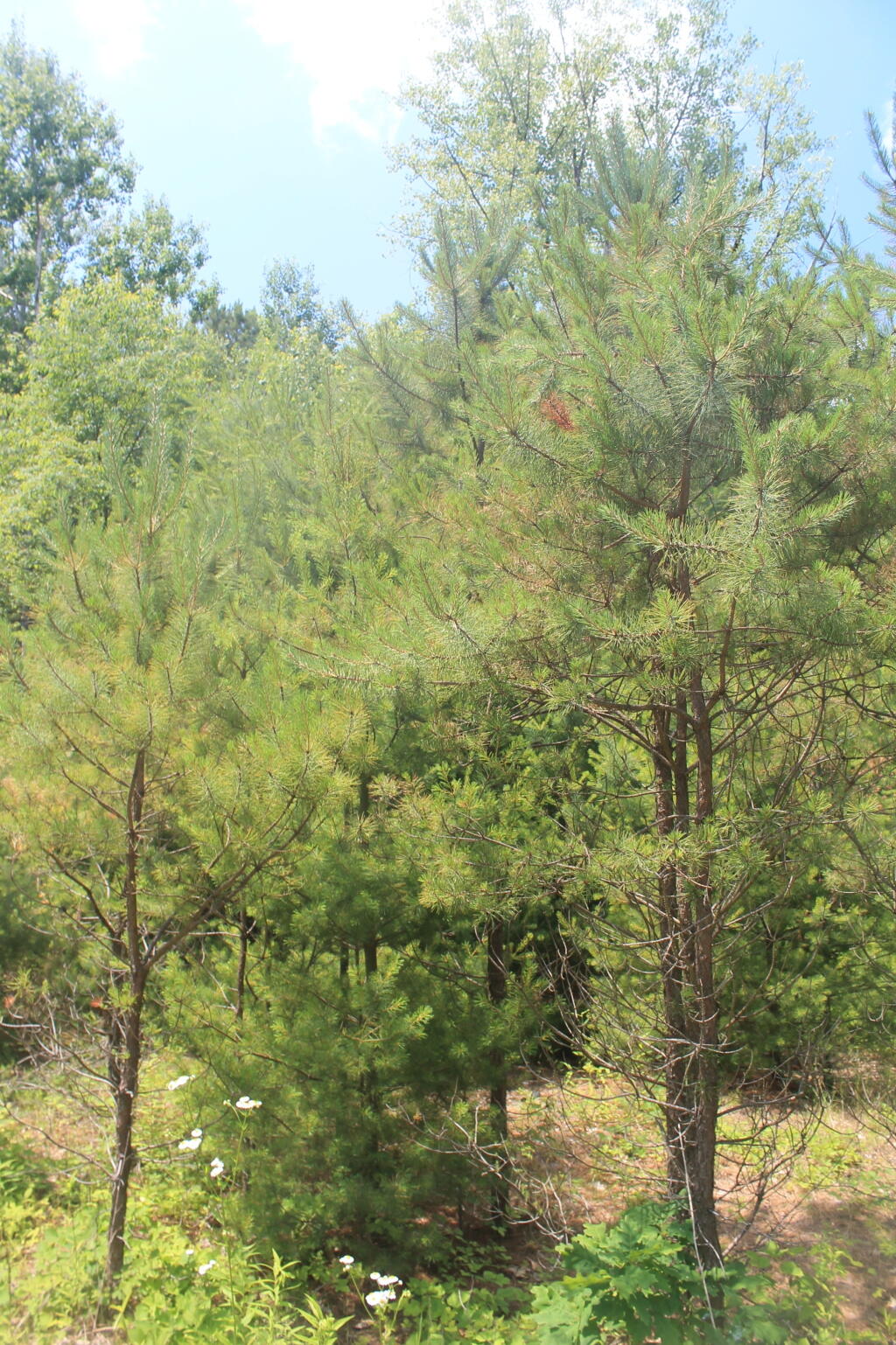 Newly Planted Pitch Pine