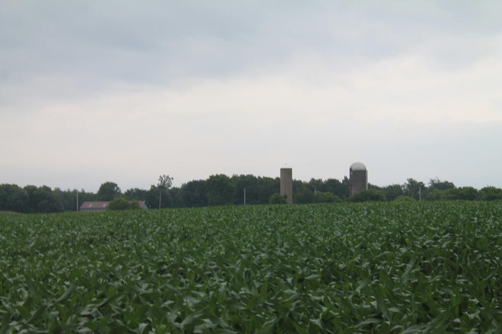 Corn in Jefferson County