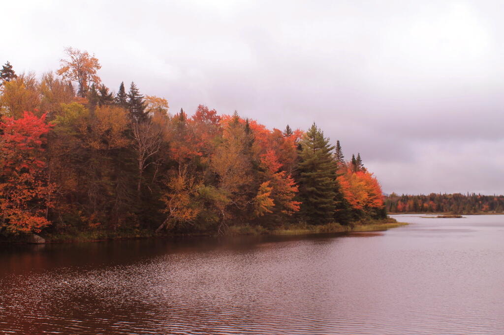 Trees Really Turning Color Along Cedar River Flow