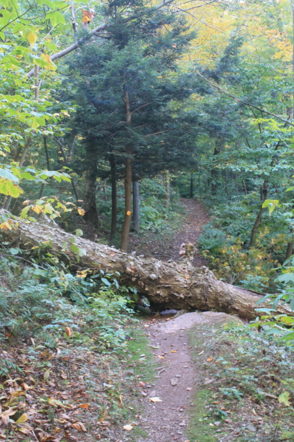 Old Growth Tree Fallen Over Trail