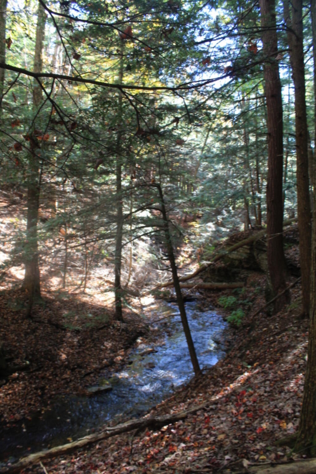 Tributary of the Dry Creek