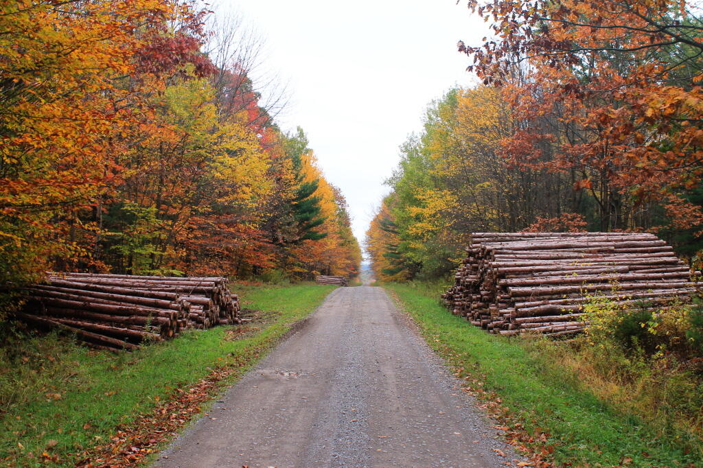 Recent Timber Harvest