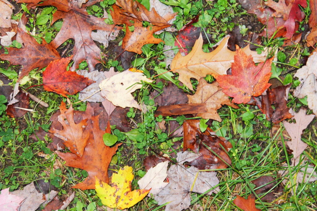  Fallen Leaves