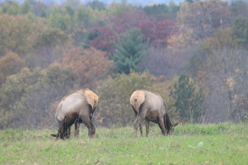 Elk Butts