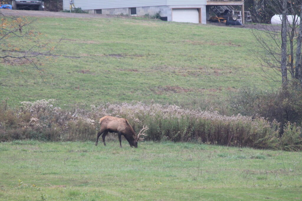 Just a Random Bull Elk Grazing On Someones Lawn