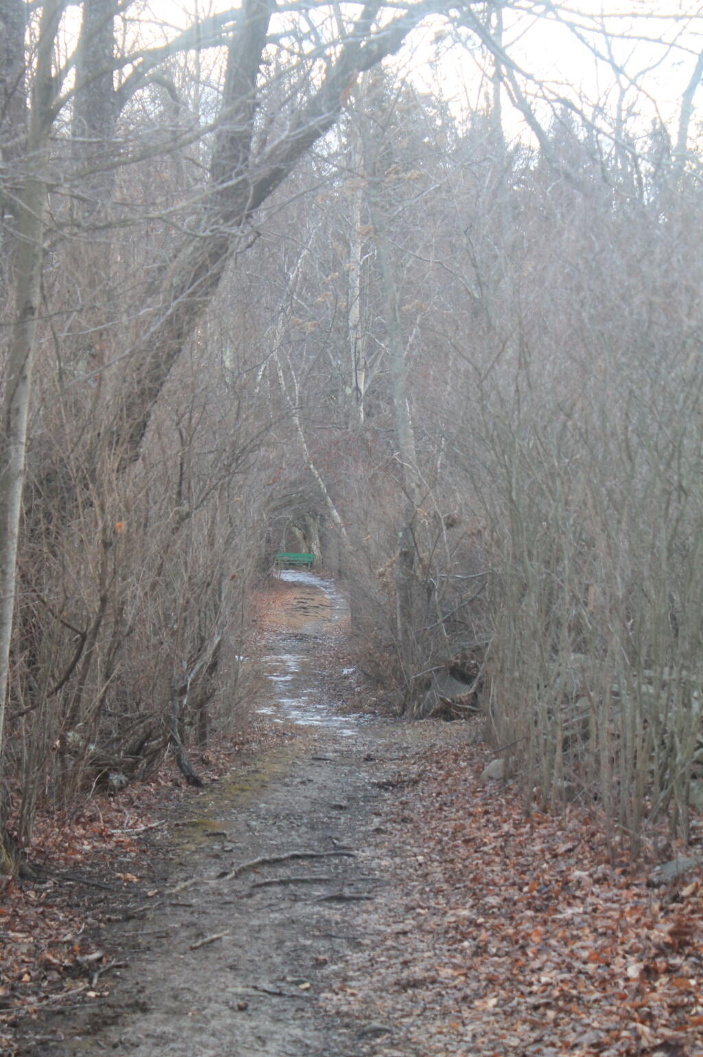 Old Road in Hedgerow