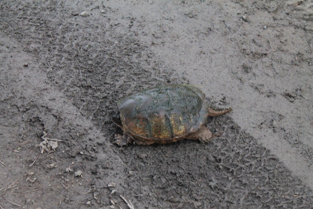 Turtle in the Mud
