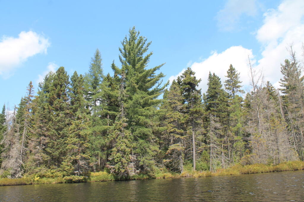 Along the Edge of Helldiver Pond