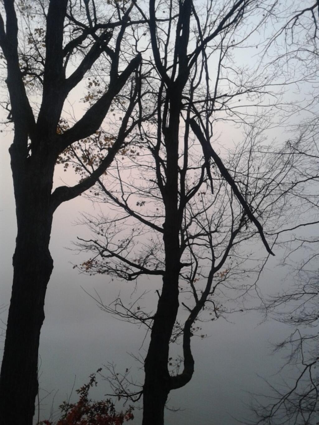Trees on a Spooky Halloween Day