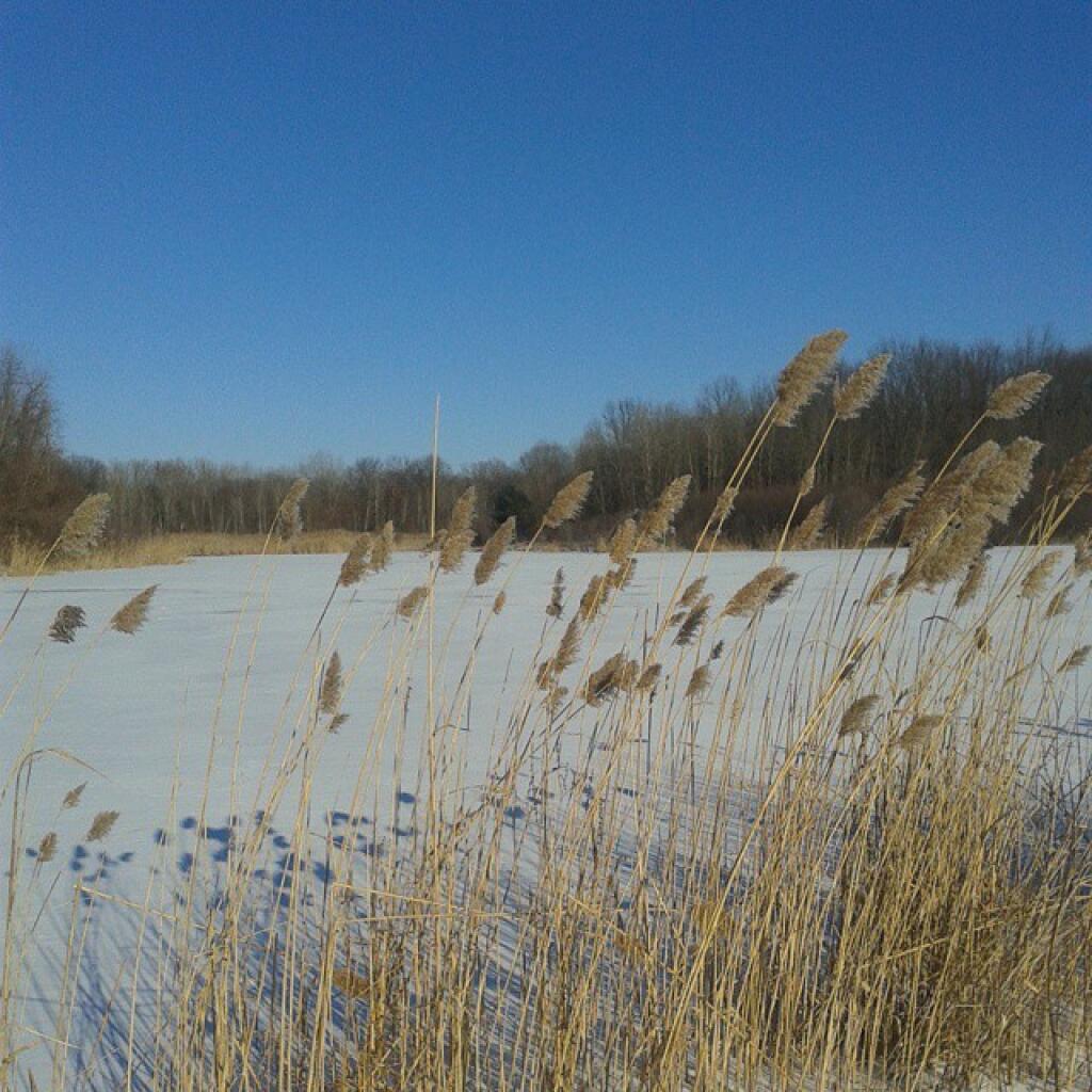 Cattails along the pond