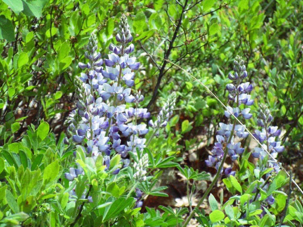  Another Lupine Picture