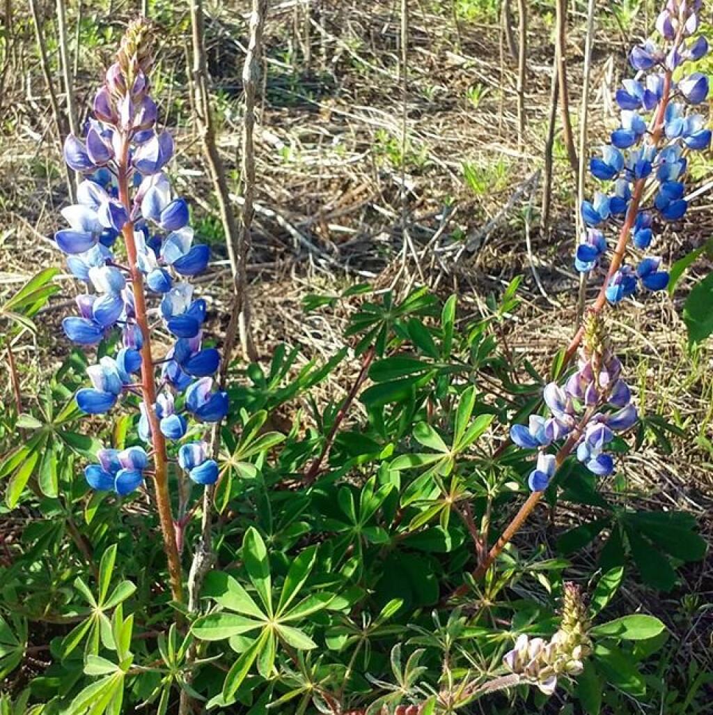 A little lupine in bloom, not a lot