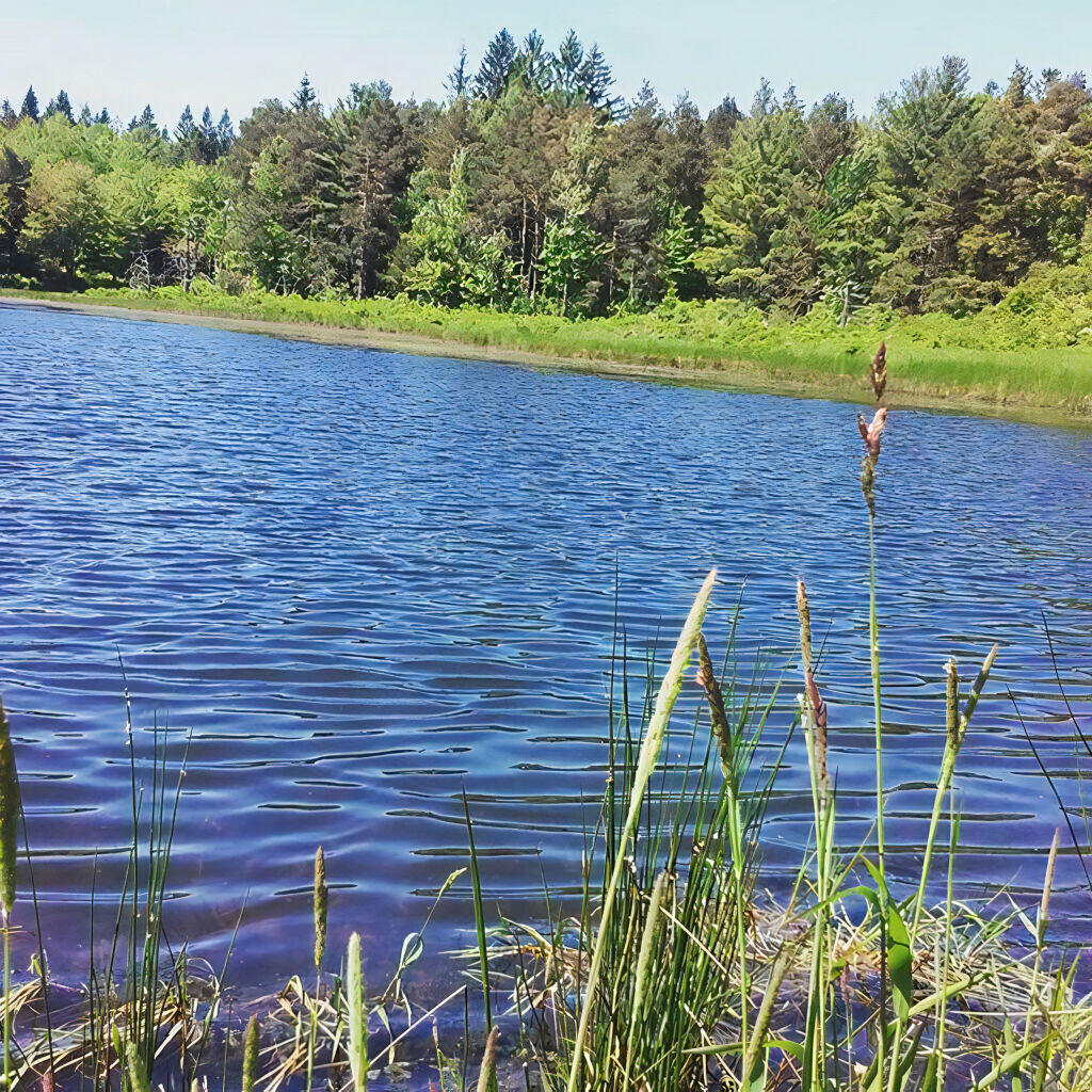 Upper Beaver Pond