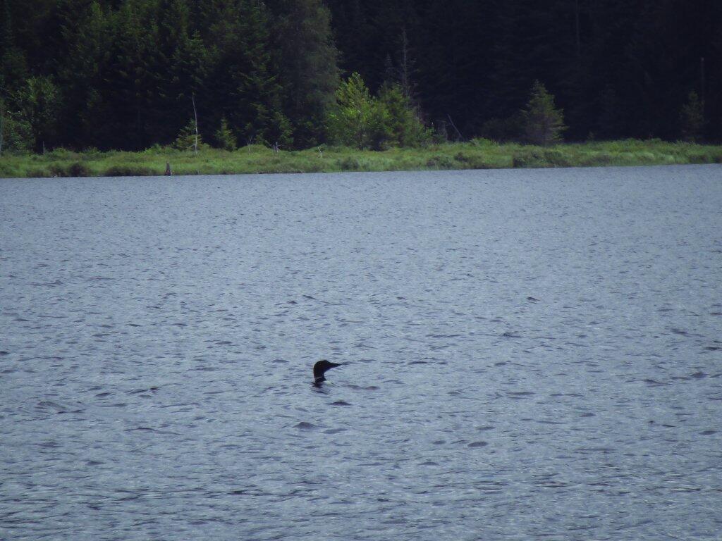 Loon On Beaver Lake