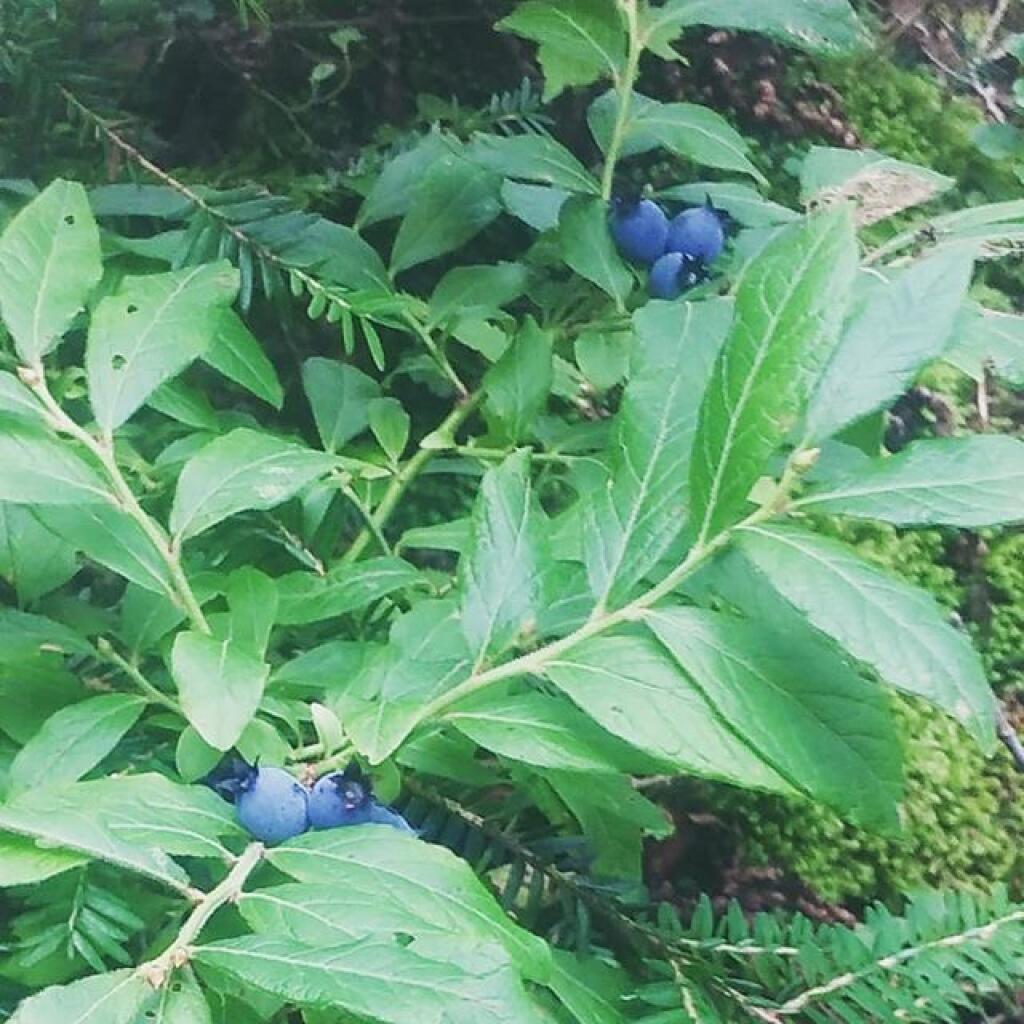 Wild blueberries at House Pond