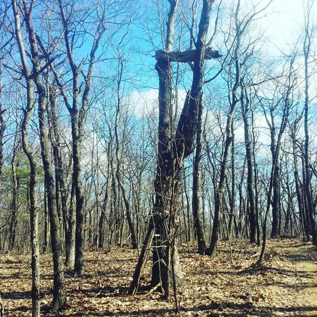 This homemade, natural tree stand looks a bit dangerous