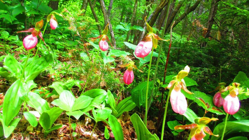 Enough Lady Slippers For A Foot Fetish