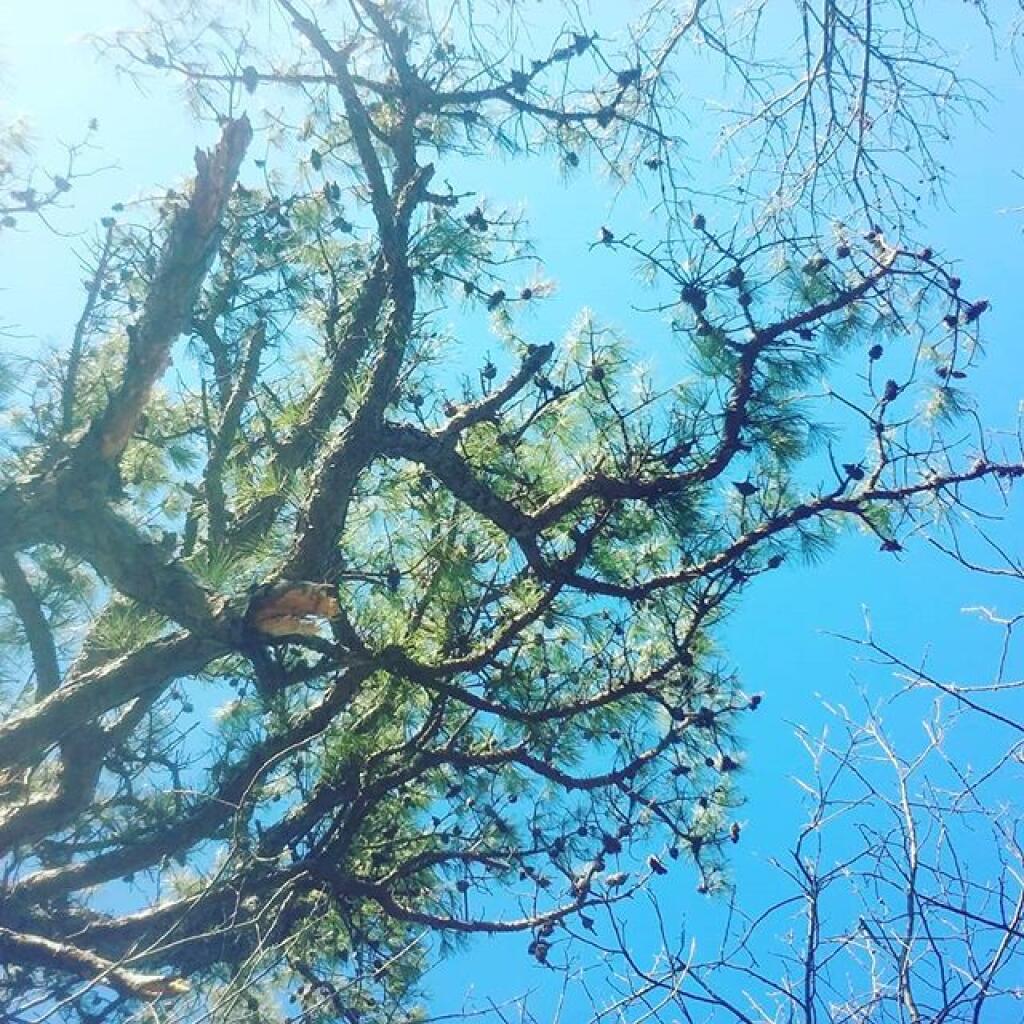 Photo: Life is better under a Pitch Pine Tree