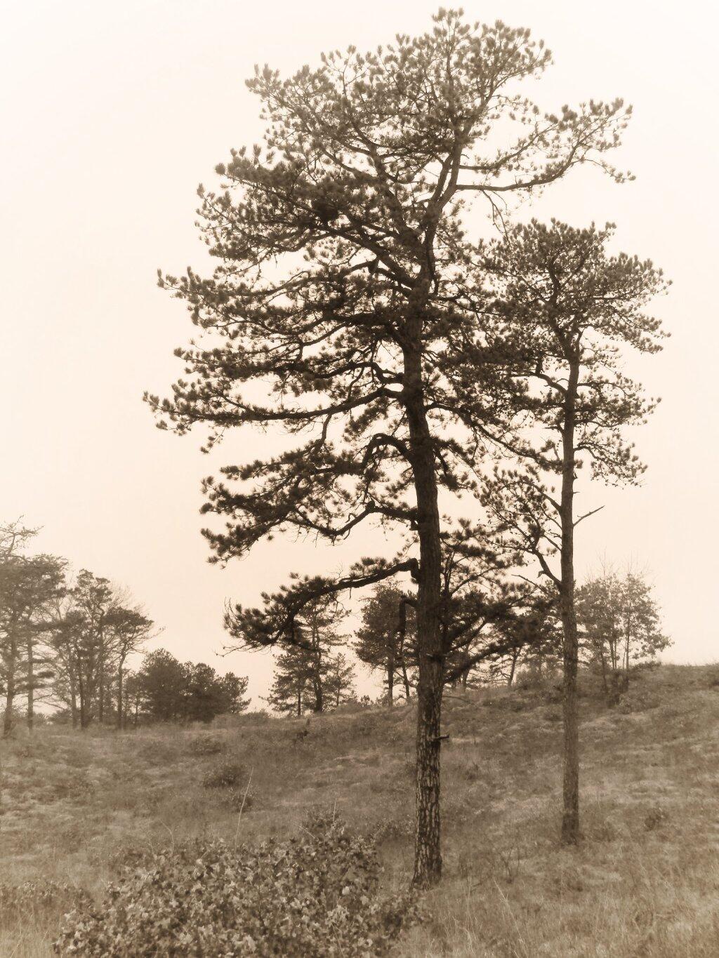 Photo: Even On A Gray Day The Pine Bush Is Nice