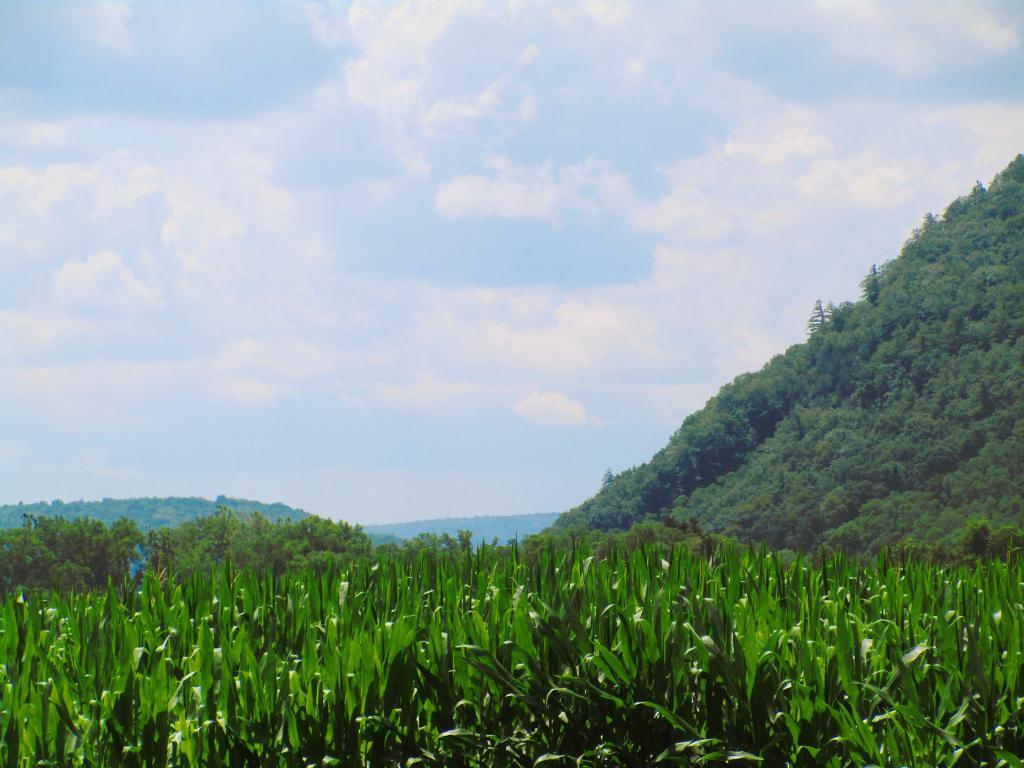Photo: Corn Grows in the Schoharie Valley