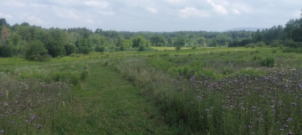 Photo: Summer afternoon on the Winter Traul