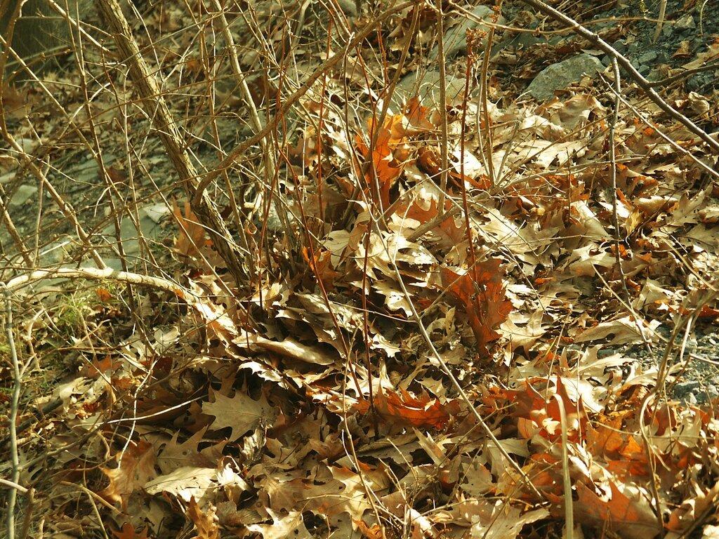 Photo: Leaves