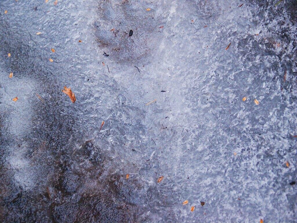 Photo: Ice