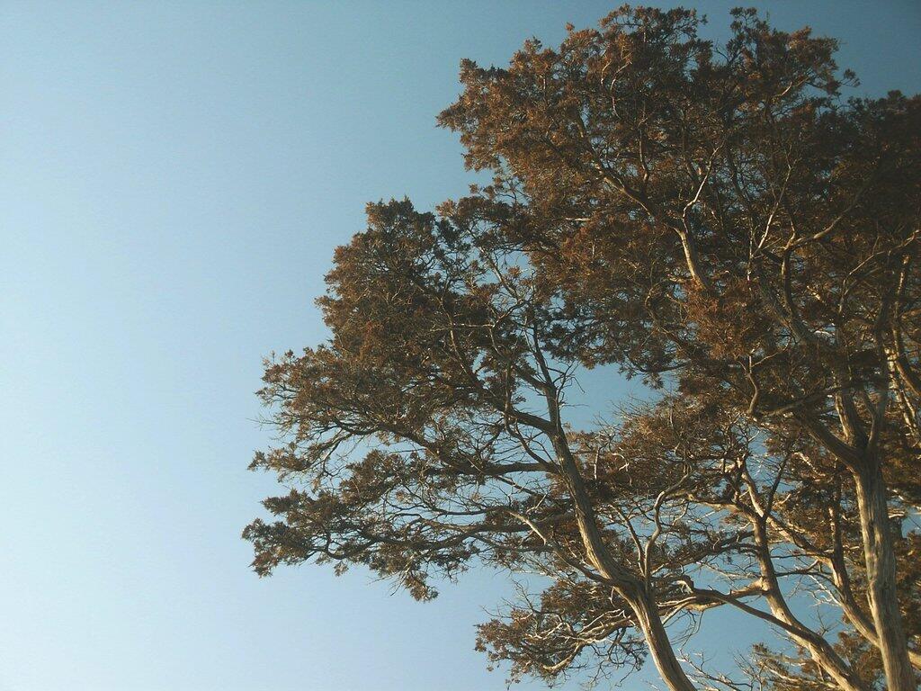 Photo: Tree at Point Au Rouche